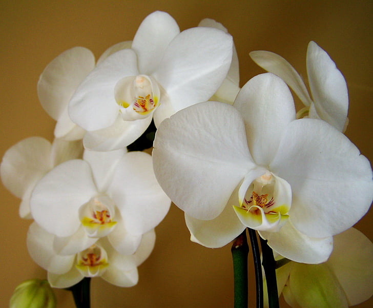 orhideja, beli cvet, soba rastlin, narave, cvet, rastlin, Latica