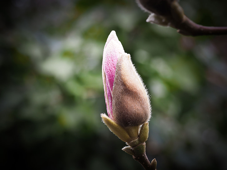 Magnolia, lill, õis, Bloom, kevadel, roosa, taim