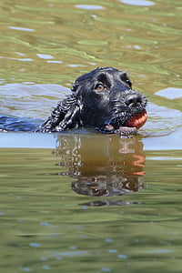 cocker spaniel, dog, pond, ball, swim, sweet, animal