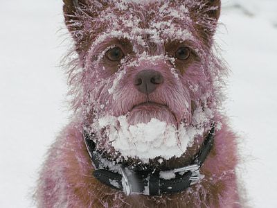 pes, sníh, vousy, Zimní, Legrační