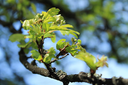 spring, branch, foliage, green, leaves, plant, bough