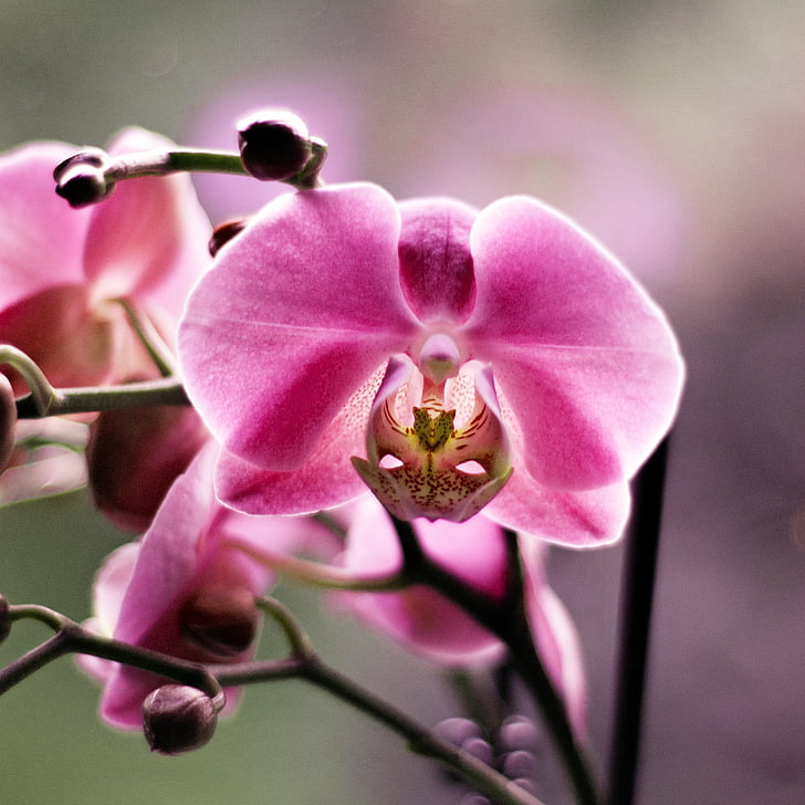 orquídia, flor, bellesa, flors, planta, verd, color