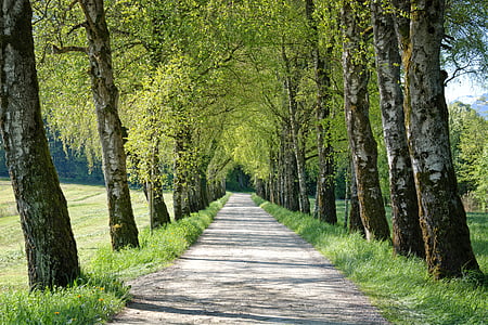 spring, avenue, trees, birch, away, road, gravel road