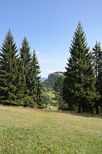 idyll, nature, reported, firs, landscape, lochenstein, mountain