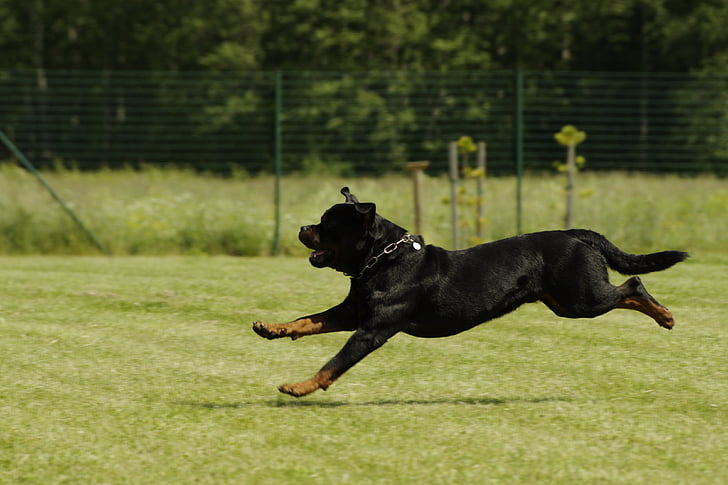chien, Rottweiler, en cours d’exécution, concours
