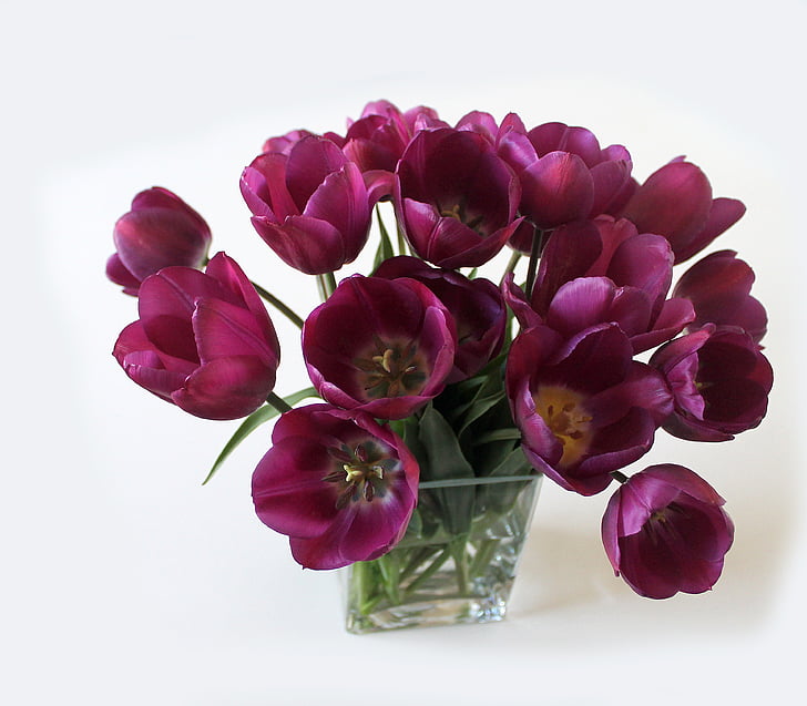 tulips, bouquet, vase, flowers, purple, spring, many