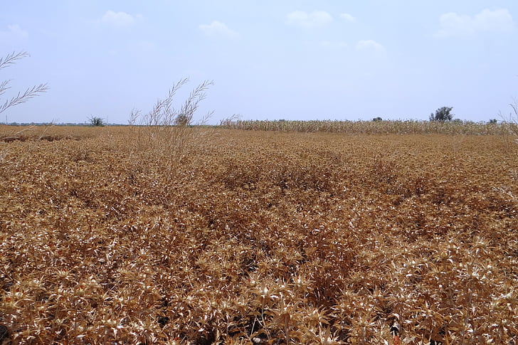sáfrányos szeklice mezők, termés, érett, szüret-kész, Karnataka, India, természet