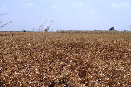 campos de cártamo, cultivo, madura, listos para la cosecha, Karnataka, India, naturaleza