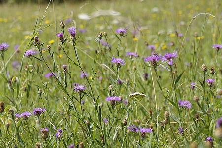 niitty, kukka niitty, kesällä, kesä niitty, Flora, Saksa, Etelä-Saksassa