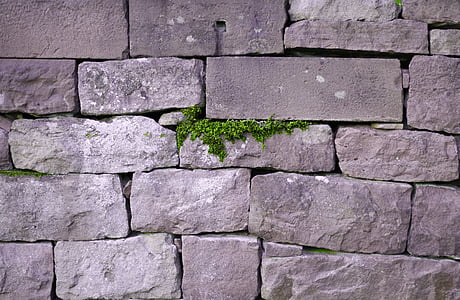 wall, live, save, nature, survive