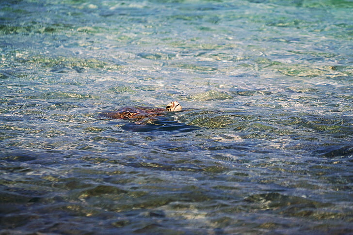 turtle, water, animals, amphibians, turtles, tortoise, swim