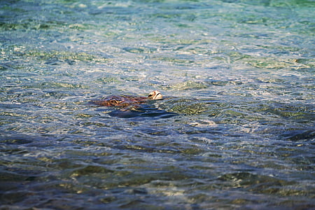 tortuga, agua, animales, anfibios, tortugas, tortuga, nadar