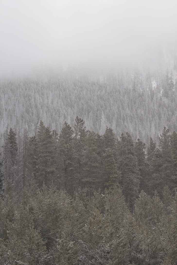 grå, skala, fotografering, träd, träd, dimma, skogen