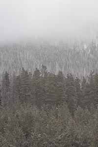 grigio, scala, fotografia, alberi, albero, nebbia, foresta