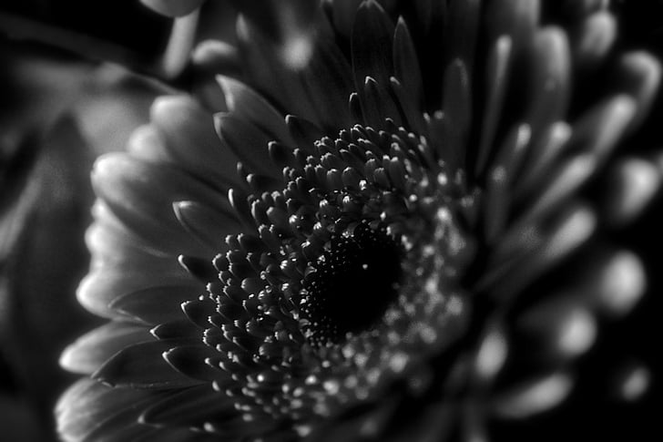 flower, blossom, bloom, nature, macro, black and white