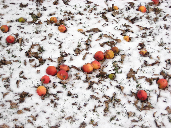 jabolko, sneg, pozimi, sadje, stelja travnik