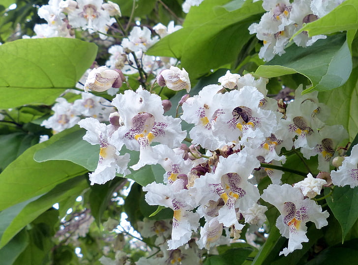 cây, Catalpa, Blossom, con ong, lá
