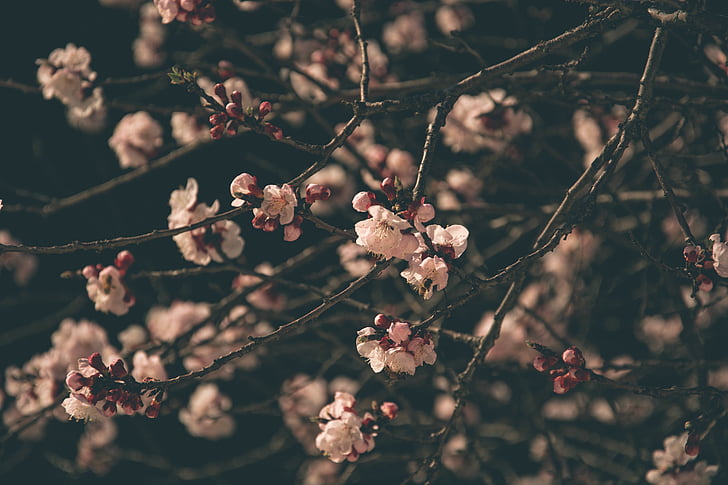 flower, bloom, stem, branches, nature, trees, petals