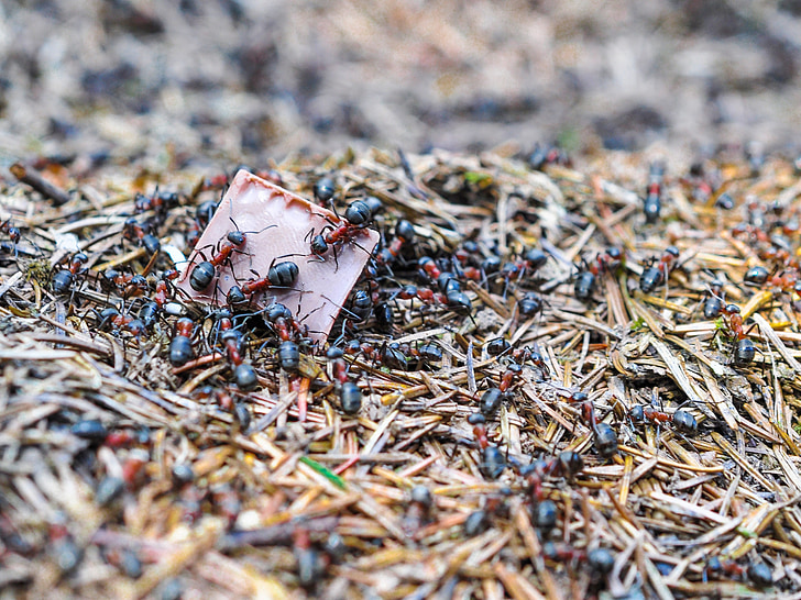τα μυρμήγκια, μυρμήγκι, η μυρμηγκοφωλιά, φύση, δάσος, βελόνες, σοκολάτα