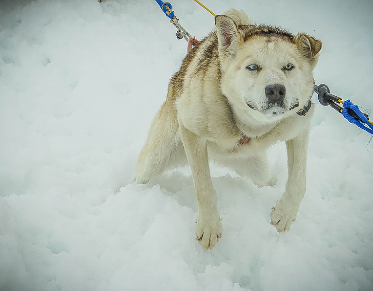 สุนัขลากเลื่อน, อลาสกา, สุนัขลากเลื่อน, เลื่อน, สุนัข, ลากแคร่เลื่อน, หิมะ