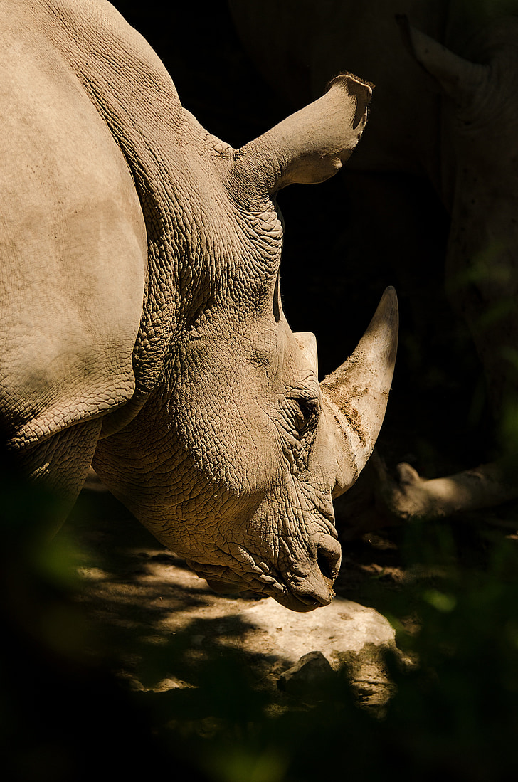 Rhino, rhinocéros blanc, rhinocéros, pachyderme, Corne, mammifère, photographie de la faune