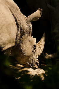 носорог, бял носорог, носорог, дебелокож, рог, бозайник, дива природа фотография