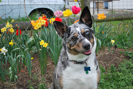 koolie Μερλ Τρι, σκύλος, σκυλί βοοειδών, λουλούδια