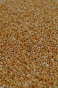 Quinoa, viele, Getreide, Korn, Essen, Zutat, Faser