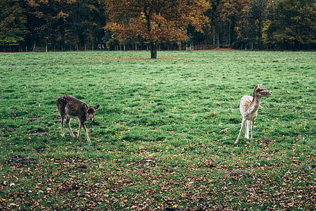 two, brown, deers, green, grass, lawn, animal