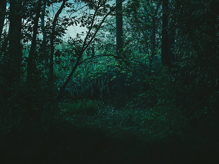 creepy, forest, nature, plants, woods