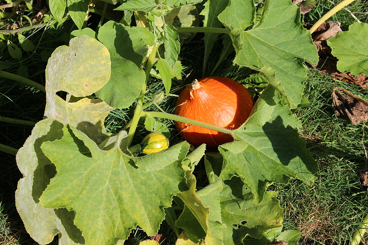 garden, pumpkin, green, organic