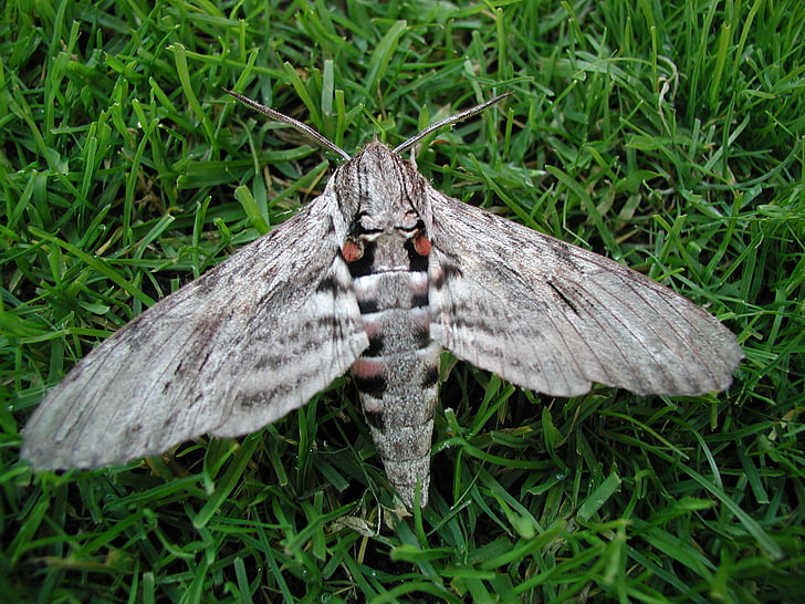 Moth, Motte, Wing, lurviga, fjäril, insekt
