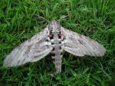 nachtvlinder, Motte, vleugel, harige, vlinder, insect
