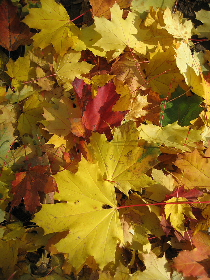 Maple, rừng, lá, mùa thu, cây, lá, Thiên nhiên