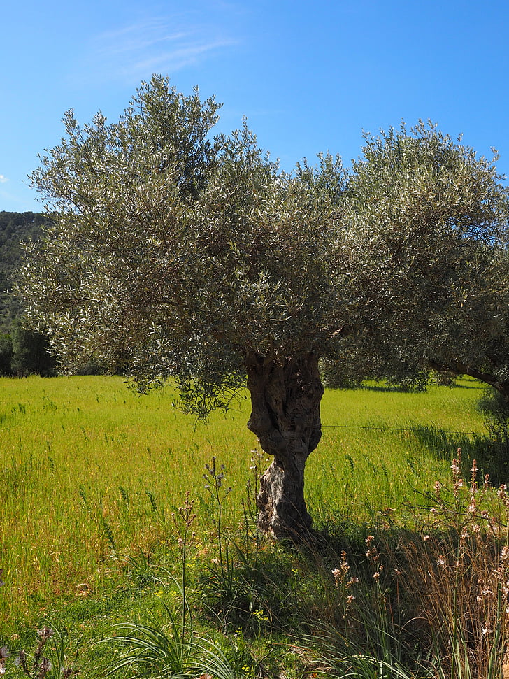 oliventræ, oliven plantagen, plantage, træ, oliven garden, olivenlunde, plantning