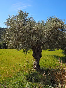 olive tree, olive plantation, plantation, tree, olive garden, olive grove, planting