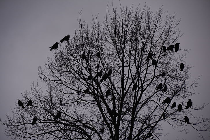 vrany, vtáky, veža vták, vrana, jeseň, čierna, vták