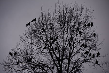 cuervos, aves, Torre Ave, Cuervo, otoño, negro, pájaro