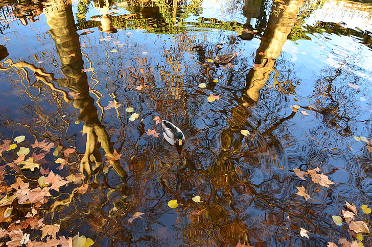 листа, Есен, патица, вода, отражение, дървета, тръстика зеленоглава патица