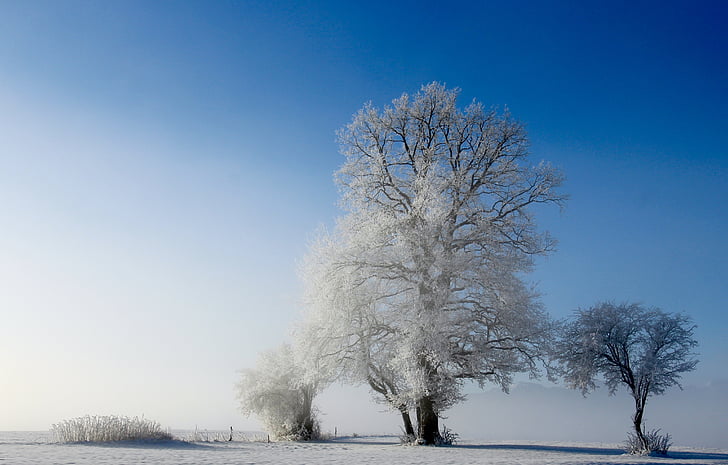 landscape, arbor, nature, winter, cold, snow, frost
