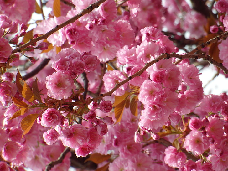 Sakura, musim semi, bunga, merah muda, tender