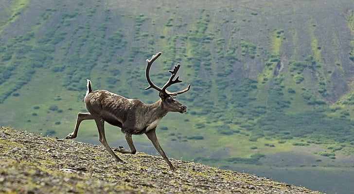 caribou, running, wildlife, nature, antlers, wilderness, tundra