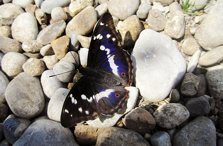 Příroda, motýl, tmavě modrá, bílá, černá, kameny, kamenné podlahy