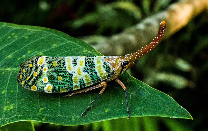 Canthigaster cicade, fulgoromorpha, insect, Proboscis, lange, rood, kleurrijke
