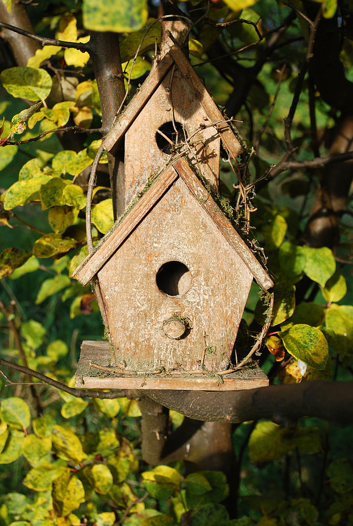 Aviary, fuglen, hjem, treet, høst, Quince