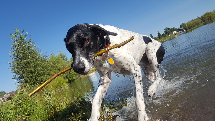 dog, fetch, pond, animal, pet, stick, german shorthair