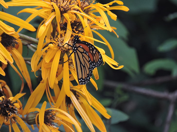 Монарх, ligularia, Метелик