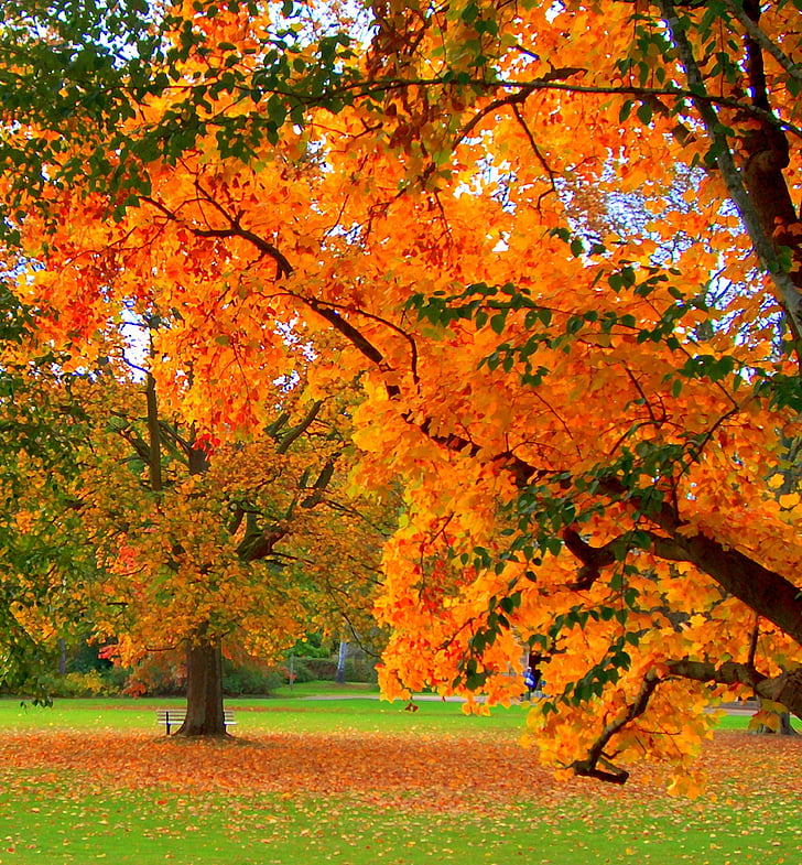 Outono, natureza, folha, laranja, planta, folhagem, colorido