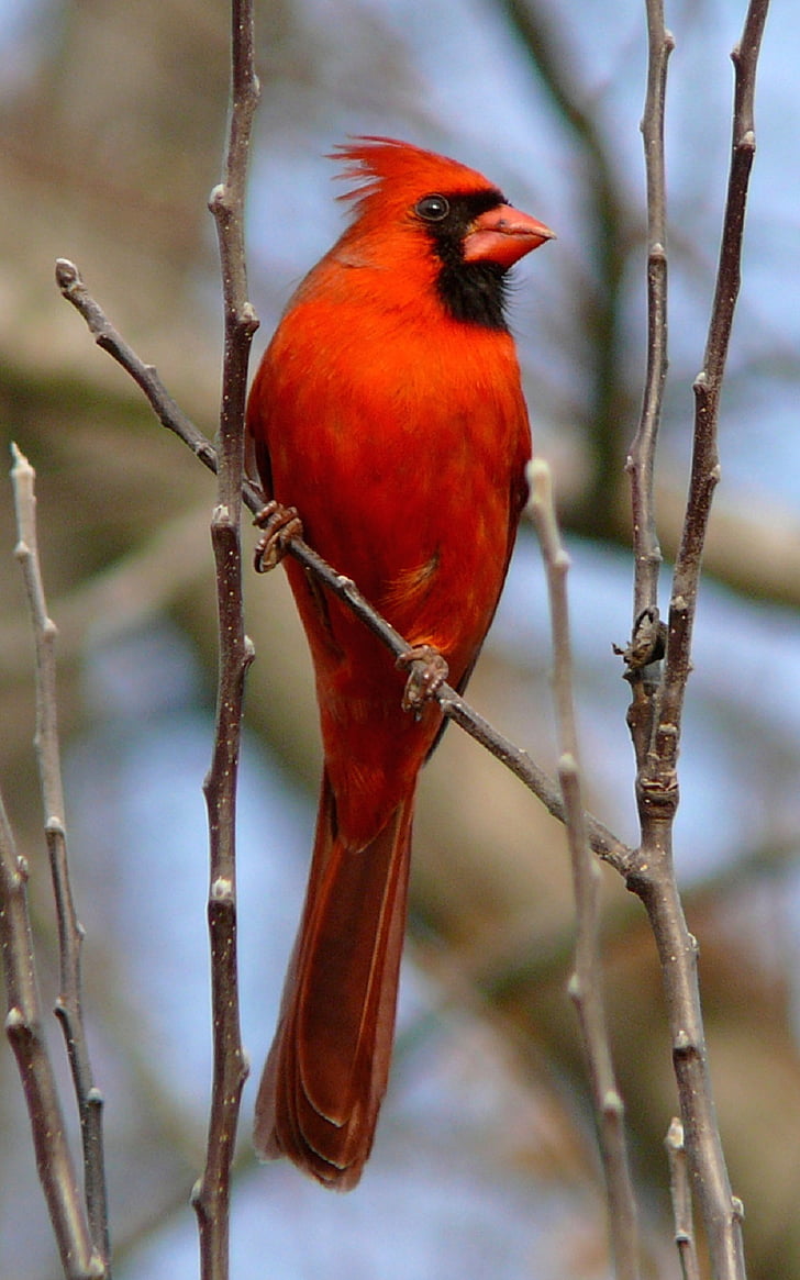 Kardinal, Utara, Laki-laki, Redbird, satwa liar, burung, bertengger
