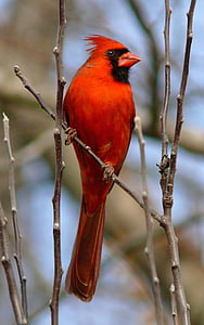 Cardeal, do Norte, macho, Redbird, vida selvagem, pássaro, empoleirado